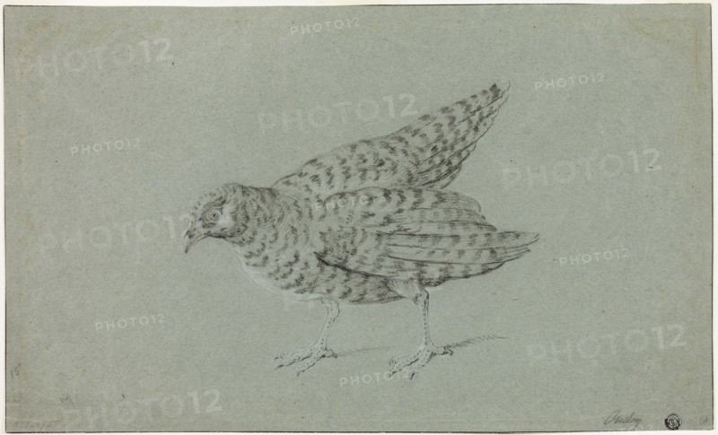 Partridge, n.d., Jean-Baptiste Oudry, French, 1686-1755, France, Black chalk, heightened with white chalk, on blue laid paper, 260 × 432 mm