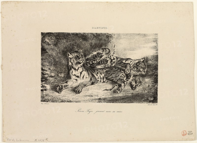 Young Tiger Playing with Its Mother, 1831, Eugène Delacroix (French, 1798-1863), printed by Castille (French, 19th century), France, Lithograph in black on buff wove paper, 112 × 187 mm (image), 225 × 310 mm (sheet)