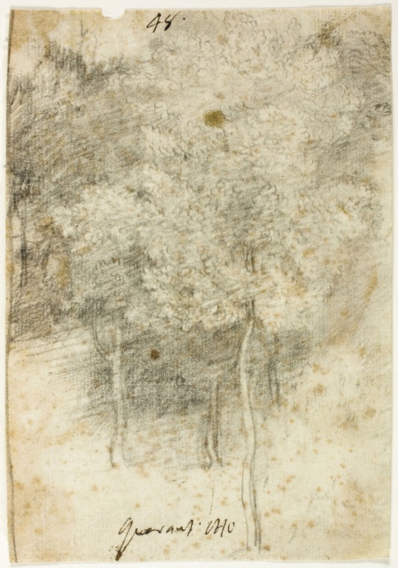 Grove of Trees, 1600/12, Federico Barocci, Italian, c. 1535-1612, Urbino, Black chalk, on ivory laid paper, 269 x 118 mm