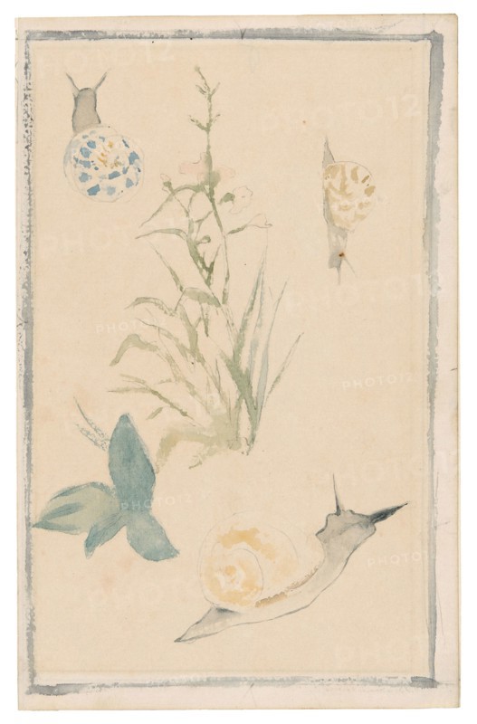Sketches of Snails, Flowering Plant, 1864/68, Édouard Manet, French, 1832-1883, France, Watercolor over graphite pencil on cream laid paper, 198 × 126 mm