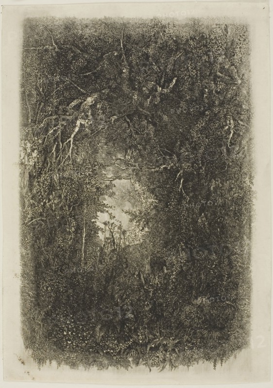 Clearing in the Forest, 1880, Rodolphe Bresdin, French, 1825-1885, France, Etching on cream laid paper, 230 × 150 mm (image), 242 × 171 mm (sheet)
