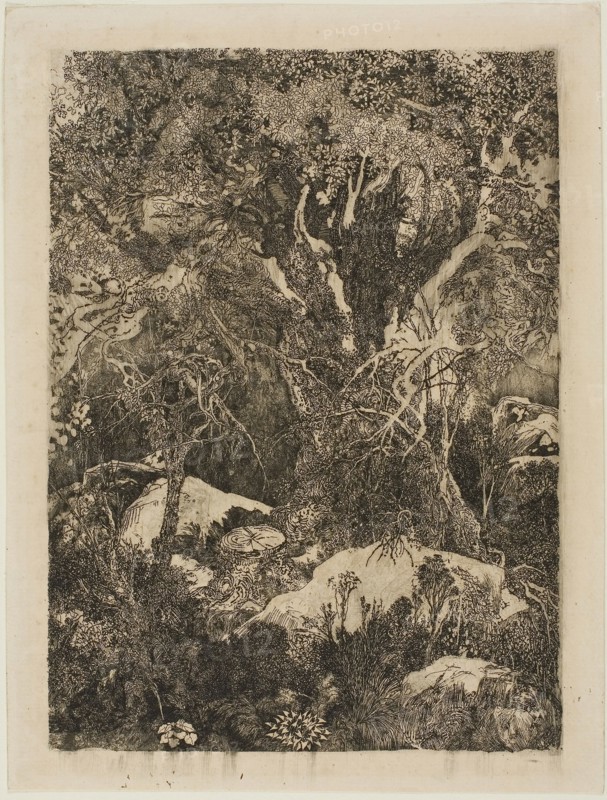 The Forest of Fontainebleau, 1880, Rodolphe Bresdin, French, 1825-1885, France, Etching and drypoint on cream laid paper, 202 × 148 mm (image), 226 × 173 mm (sheet)