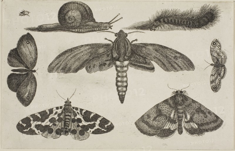 Six Insects, a Caterpillar, and a Snail, after 1644, Wenceslaus Hollar, Czech, 1607-1677, Bohemia, Etching on ivory laid paper, 116 × 182 mm (sheet, trimmed within plate mark)