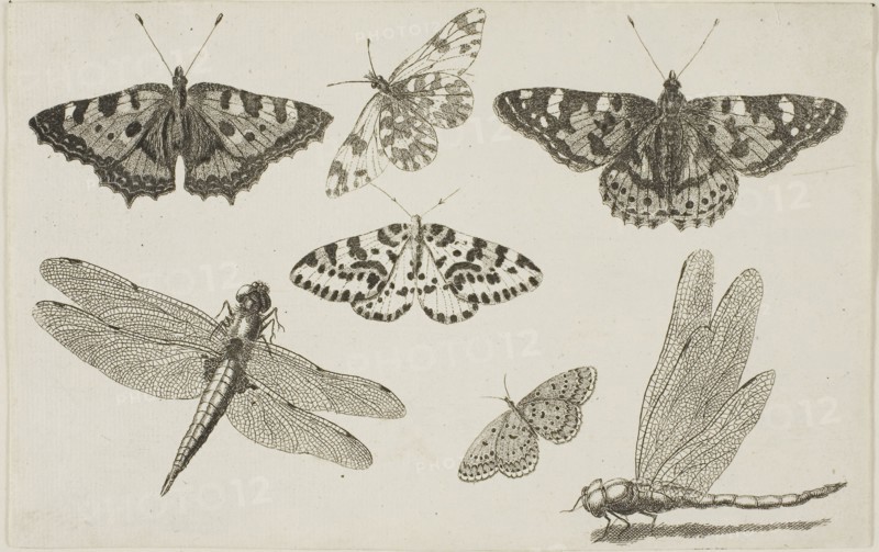 Two Dragonflies and Five Butterflies, after 1644, Wenceslaus Hollar, Czech, 1607-1677, Bohemia, Etching on ivory laid paper, 115 × 182 mm (sheet, trimmed within plate mark), Carpet (Kilim), 1842, Bessarabia, Bessarabia, Wool, cotton, and bast fiber, slit and dovetailed tapestry weave, 438.5 × 223.2 cm (172 5/8 × 87 7/8 in.)