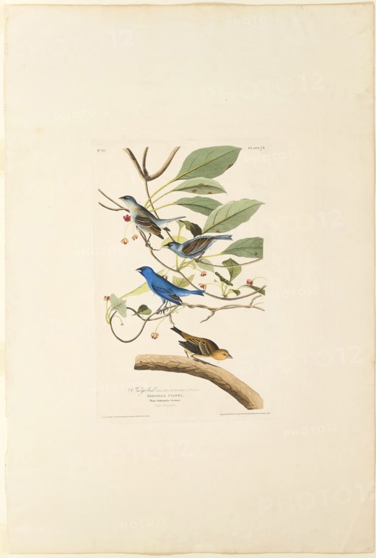 Male Indigo Bird, 1829, Robert Havell (English, 1793-1878), after John James Laforest Audobon (American, 1775-1851), England, Hand-colored engraving, with aquatint, on cream wove paper, 460 × 296 mm (image), 498 × 313 mm (plate), 970 × 650 mm (sheet)