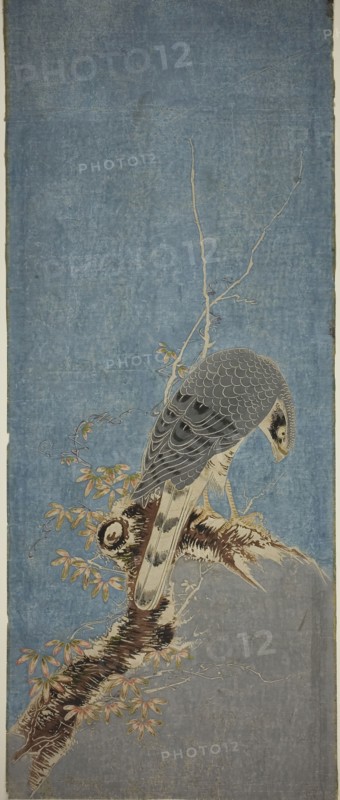 Falcon Perched on a Tree, c. 1785, Attributed to Isoda Koryusai, Japanese, 1735-1790, Japan, Hand-colored woodblock print, kakemono-e, shomen-ban, 28 3/4 x 11 1/2 in.