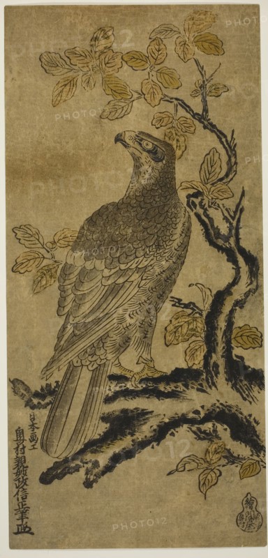 A Hawk on a Kiri Tree, c. 1720/25, Okumura Masanobu, Japanese, 1686-1764, Japan, Hand-colored woodblock print, hosoban, urushi-e, 31.2 x 14.7 cm (12 1/4 x 5 3/4 in.)