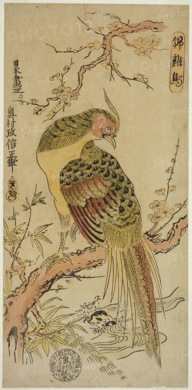 Golden Pheasant (Kinkeicho), c. 1720/25, Okumura Masanobu, Japanese, 1686-1764, Japan, Hand-colored woodblock print, hosoban, urushi-e, 32.2 x 15.5 cm (12 1/2 x 6 1/8 in.)