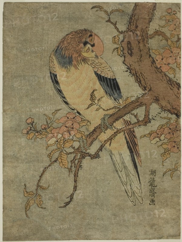 Parrot on Quince Tree, c. 1770, Isoda Koryusai, Japanese, 1735-1790, Japan, Color woodblock print, chuban, 9 5/8 x 7 1/8 in.