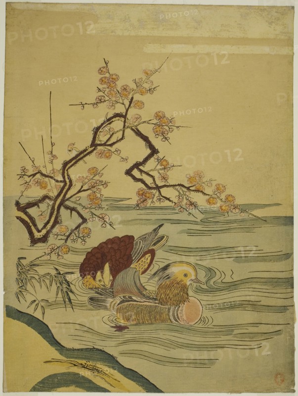 Mandarin Ducks Swimming under Plum Branch, c. 1764/75, Attributed to Isoda Koryusai, Japanese, 1735-1790, Japan, Color woodblock print, chuban, 11 1/4 x 8 1/4 in.
