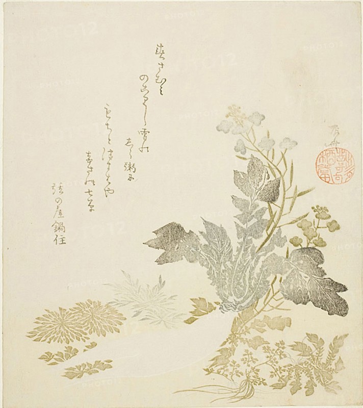 A Giant Radish (daikon), Chrysanthemums and Ferns, About 1820, Ryuryukyo Shinsai, Japanese, active 1799–1823, Japan, Color woodblock print, surimono, 21.5 x 19.0 cm
