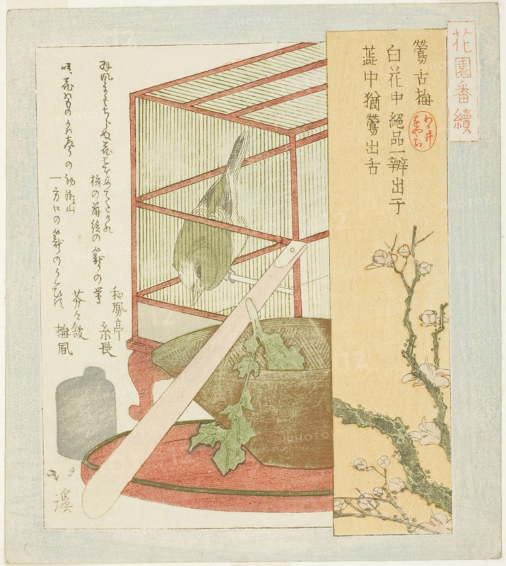 Warbler in a cage, from the series A Series for the Hanazono Group (Hanazono bantsuzuki), 1823, Totoya Hokkei, Japanese, 1780-1850, Japan, Color woodblock print, shikishiban, surimono, 20.8 x 18.6 cm