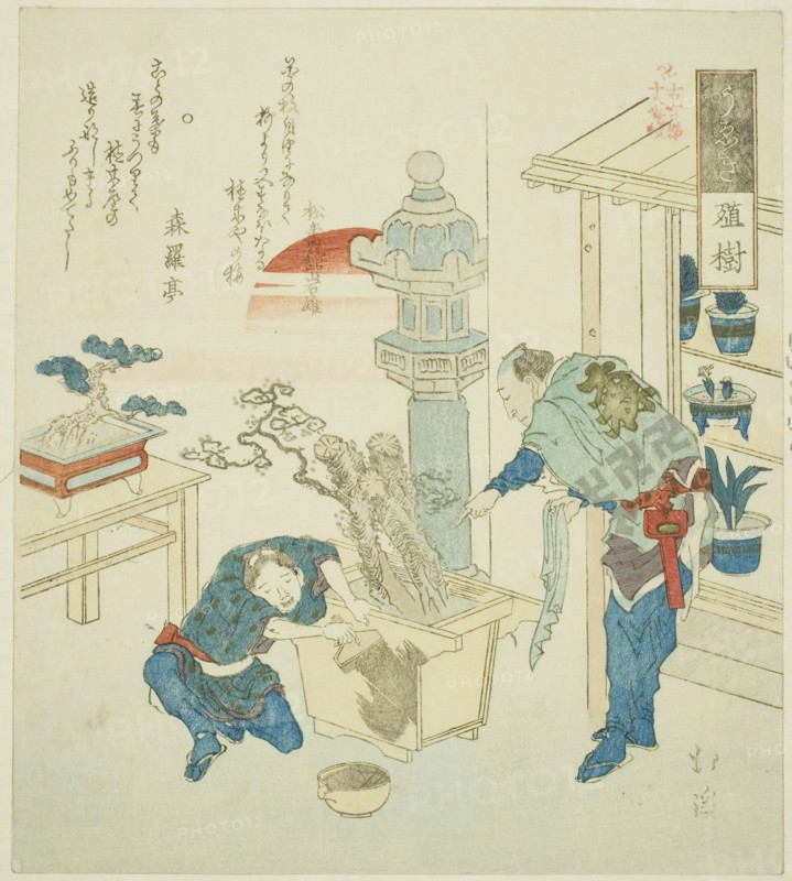 Potted Plant (Ueki), from the series Eighteen Illustrations of the Ladder of Ancient Words (Kogentei juhachiban tsuzuki), 1831, Totoya Hokkei, Japanese, 1780–1850, Japan, Color woodblock print, shikishiban, surimono, 20.5 x 18.3 cm