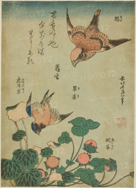 Bull-headed Shrike and Bluebird with Saxifrage and Wild Strawberry (Mozu, ruri, yukinoshita, hebi-ichigo), from an untitled series of flowers and birds, c. 1834, Katsushika Hokusai ?? ??, Japanese, 1760-1849, Japan, Color woodblock print, chuban, 10 x 7 in.