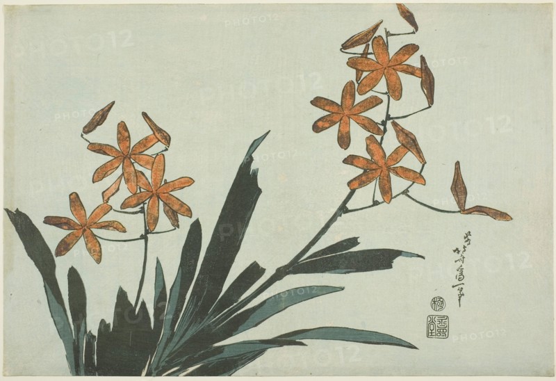 Orange Orchids, from an untitled series of flowers, c. 1832, Katsushika Hokusai ?? ??, Japanese, 1760-1849, Publisher: Hibino Yohachi, Japanese, unknown, Japan, Color woodblock print, oban, 25.5 x 37.7 cm (10 x 14 1/2 in.)