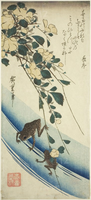 Frogs and yellow rose, 1830s, Utagawa Hiroshige ?? ??, Japanese, 1797-1858, Japan, Color woodblock print, otanzaku, 37.8 x 17 cm (15 x 6 3/4 in.)