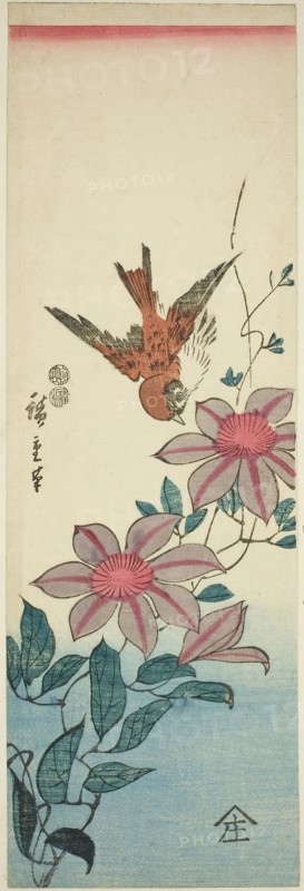 Sparrow and clematis, c. 1847/52, Utagawa Hiroshige ?? ??, Japanese, 1797-1858, Japan, Color woodblock print, aitanzaku, 34.6 x 11.3 cm