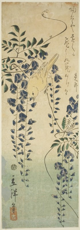 Canary and wisteria, 1865, Utagawa Hiroshige II (Shigenobu), Japanese, 1826–1869, Japan, Color woodblock print, chutanzaku, 35.8 x 12.2 cm (14 x 4 1/4 in.)