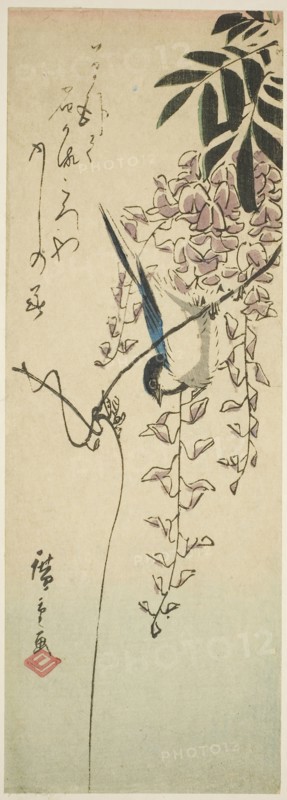 Bird on wisteria, n.d., Utagawa Hiroshige ?? ??, Japanese, 1797-1858, Japan, Color woodblock print, aitanzaku, 32.4 x 11.3 cm (13 x 4 1/2 in.)