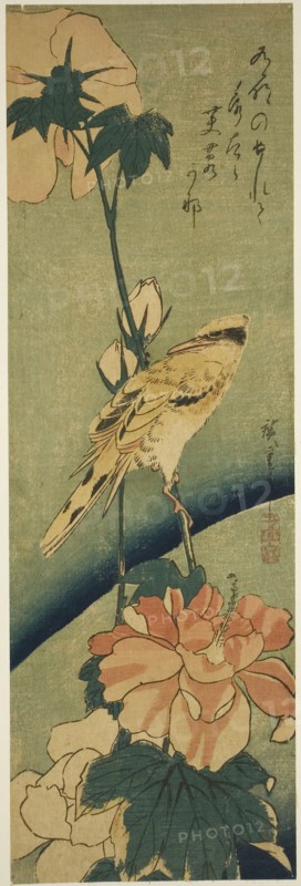 Blacked-naped oriole on hibiscus, mid–1830s, Utagawa Hiroshige ?? ??, Japanese, 1797-1858, Japan, Color woodblock print, chutanzaku, 14 5/8 x 4 3/4 in.