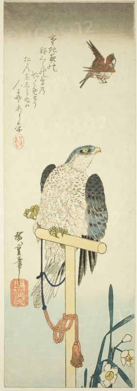 Falcon, sparrow, and narcissus, 1830s, Utagawa Hiroshige ?? ??, Japanese, 1797-1858, Japan, Color woodblock print, chutanzaku, 38.5 x 13 cm (15 1/8 x 5 1/8 in.)