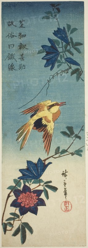 (Facsimile?) Black-naped oriole and clematis, 1840s, Utagawa Hiroshige ?? ??, Japanese, 1797-1858, Japan, Color woodblock print, aitanzaku, 13 1/2 x 4 5/8 in.