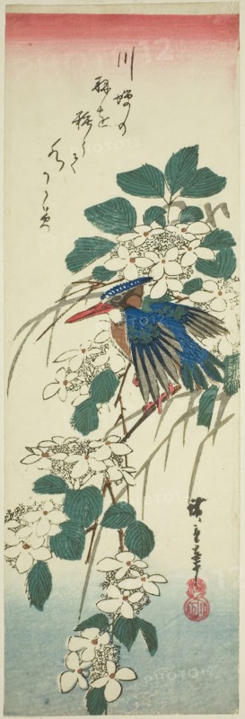 Kingfisher and viburnum, 1840s, Utagawa Hiroshige ?? ??, Japanese, 1797-1858, Japan, Color woodblock print, chutanzaku, 13 5/8 x 4 1/2 in.