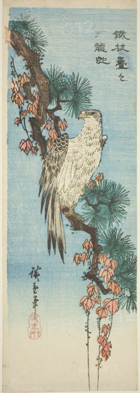 Falcon on ivy-covered pine branch, 1830s, Utagawa Hiroshige ?? ??, Japanese, 1797-1858, Japan, Color woodblock print, aitazaku, 34.8 x 12 cm