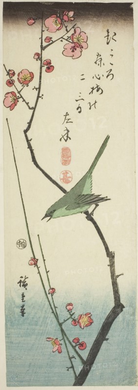 Bush warbler on plum branch, c. 1843/47, Utagawa Hiroshige ?? ??, Japanese, 1797-1858, Japan, Color woodblock print, aitanzaku, 13 x 4 1/2 in.