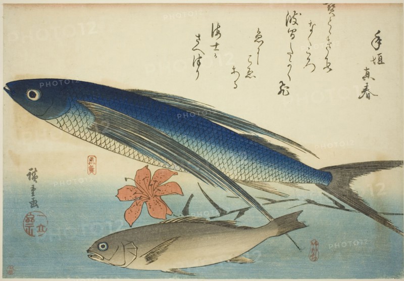 Flying fish and Ichimochi, from an untitled series of fish, c. 1840/42, Utagawa Hiroshige ?? ??, Japanese, 1797-1858, Japan, Color woodblock print, oban, trimmed, 23.6 x 34.5 cm