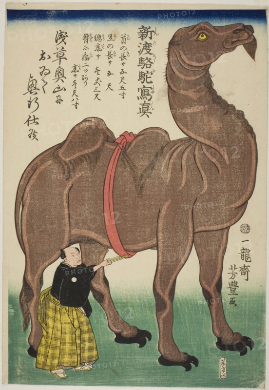 True Drawing of a Newly Arrived Camel (Shinto rakuda shashin), 1863, Utagawa Yoshitoyo, Japanese, 1830–1866, Japan, Color woodblock print, oban