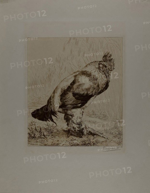 The Old Cock, 1882, Felix Bracquemond, French, 1833–1914, France, Etching and drypoint in brown ink on white wove paper, 285 × 250 mm (image), 510 × 397 mm (sheet)
