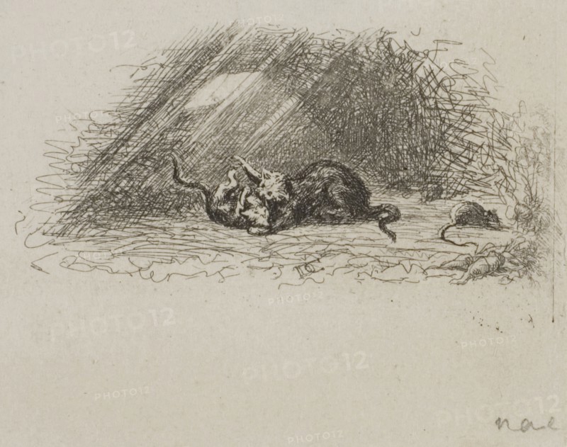 The Cedar of Lebanon, 1842, Charles François Daubigny, French, 1817-1878, France, Etching on white wove paper, 179 × 115 mm (image), 278 × 187 mm (sheet)
