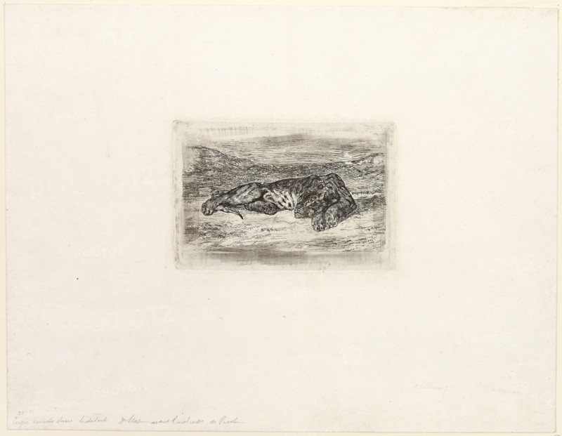 Tiger Resting in the Desert, 1846, Eugène Delacroix, French, 1798-1863, France, Etching on white China paper laid down on white wove paper, 75 × 125 mm (image), 100 × 134 mm (plate), 260 × 336 mm (sheet)