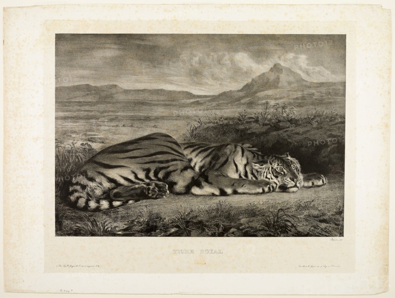Bengal Tiger, 1829, Eugène Delacroix (French, 1798-1863), printed by E. Ardit (French, act. 1828-1834), France, Lithograph in black on light gray China paper laid down on ivory wove paper (chine collé), 325 × 464 mm (image), 467 × 620 mm (sheet)