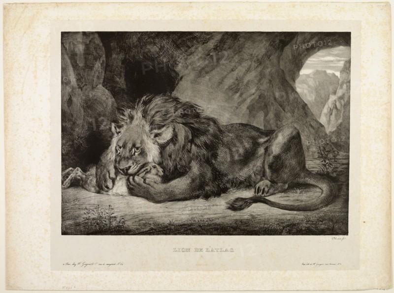 Lion of the Atlas Mountains, 1829, Eugène Delacroix (French, 1798-1863), printed by E. Ardit (French, act. 1828-1834), France, Lithograph in black on light-gray China paper laid down on ivory wove paper (chine collé), 330 × 465 mm (image), 470 × 625 mm (sheet)