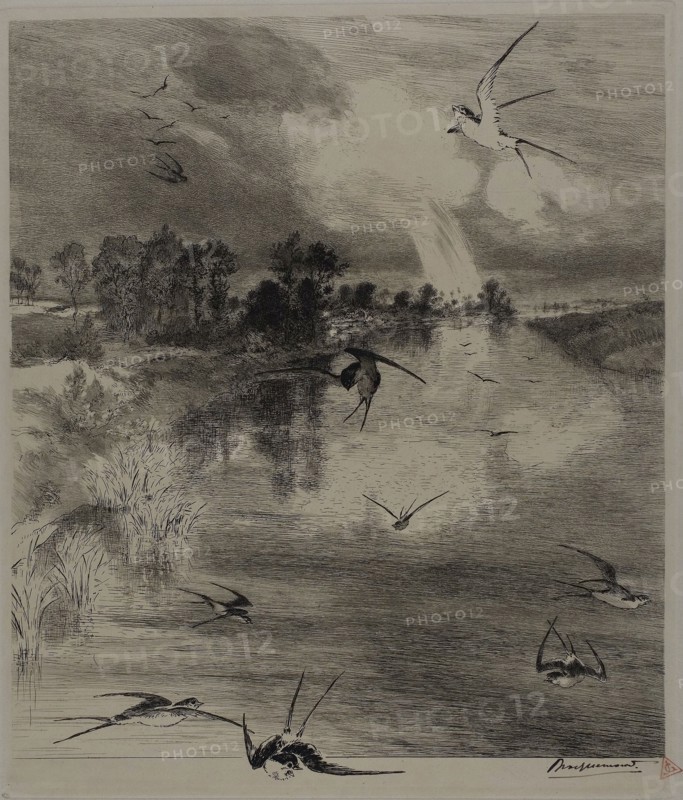 Swallows, 1882, Felix Bracquemond, French, 1833–1914, France, Etching and drypoint on ivory laid paper, 330 × 280 mm (image), 542 × 361 mm (sheet)