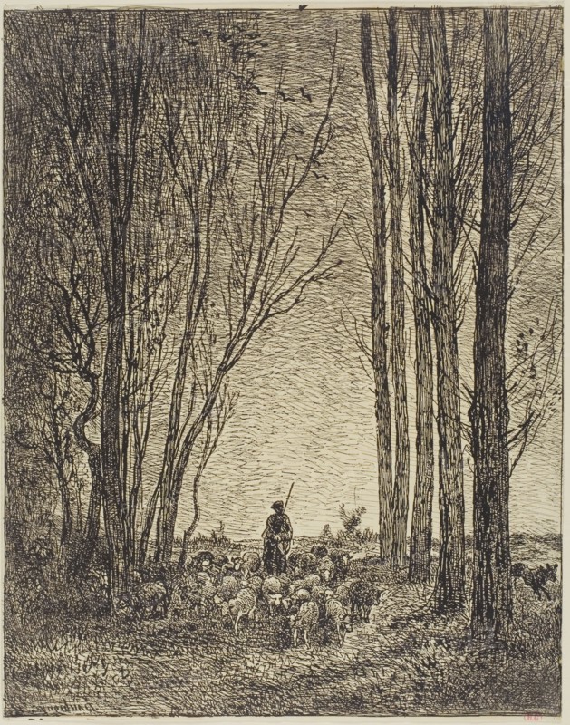 Return of the Flock, 1862, Charles François Daubigny, French, 1817-1878, France, Cliche-verre on ivory photographic paper, 342 × 270 mm (image), 344 × 270 mm (sheet)