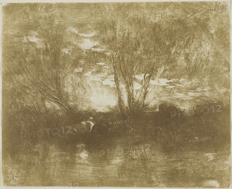 Cows at the Watering Place, 1862, Charles François Daubigny, French, 1817-1878, France, Cliché-verre in brown on ivory photographic paper, 148 × 185 mm