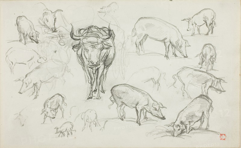 Sketches of Swine and an Ox, n.d., Charles François Daubigny, French, 1817-1878, France, Graphite on ivory wove paper, 125 × 201 mm