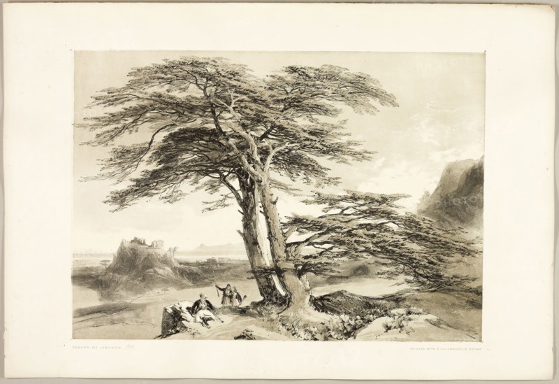 Cedars of Lebanon, from The Park and the Forest, 1841, James Duffield Harding (English, 1798-1863), printed by Charles Joseph Hullmandel (English, 1789–1850), published by Thomas McLean (English, 1788–1875), England, Lithograph in black, with gray tint from a second plate, on ivory wove paper, laid down on ivory wove paper (chine collé), 284 × 404 mm (image), 369 × 541 mm (sheet)