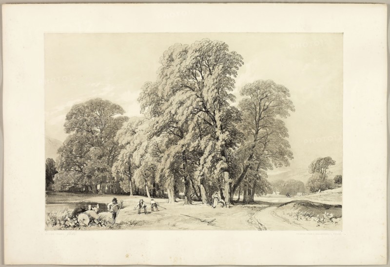 Plane Trees, from The Park and the Forest, 1841, James Duffield Harding (English, 1798-1863), printed by Charles Joseph Hullmandel (English, 1789–1850), published by Thomas McLean (English, 1788–1875), England, Lithograph in black, with gray tint from a second plate, on ivory wove paper, laid down on ivory wove paper (chine collé), 280 × 420 mm (image), 369 × 541 mm (sheet)
