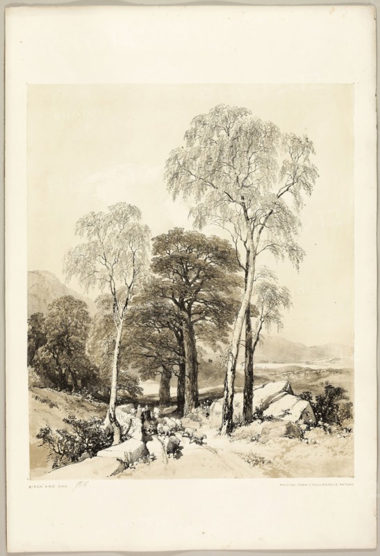 Birch and Oak, from The Park and the Forest, 1841, James Duffield Harding (English, 1798-1863), printed by Charles Joseph Hullmandel (English, 1789–1850), published by Thomas McLean (English, 1788–1875), England, Lithograph in black, with brown tint from a second plate, on ivory wove paper, laid down on ivory wove paper (chine collé), 392 × 324 mm (image), 541 × 369 mm (sheet)