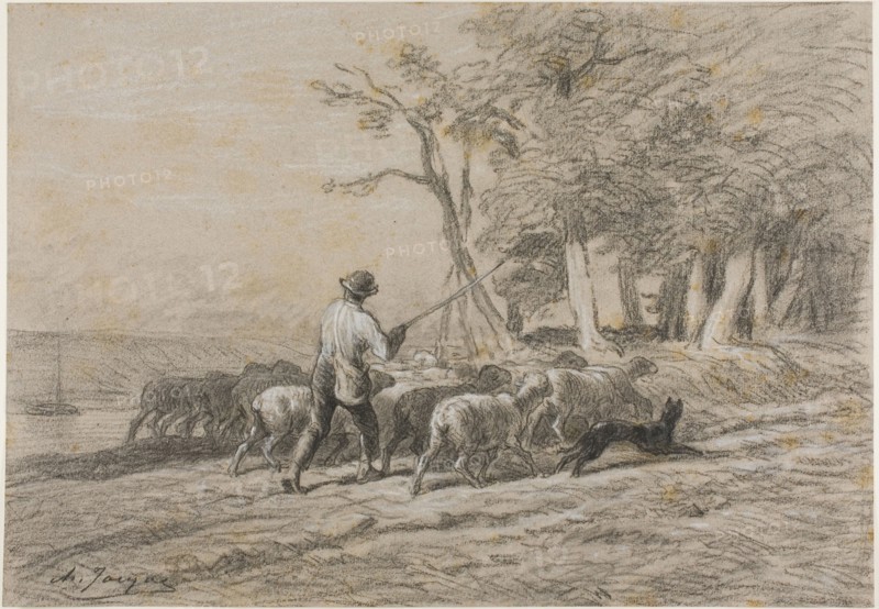 Shepherd and his Flock, n.d., Charles Émile Jacque, French, 1813-1894, France, Charcoal, with stumping, heightened with white chalk, on pinkish-gray laid paper with blue fibers, 294 × 422 mm