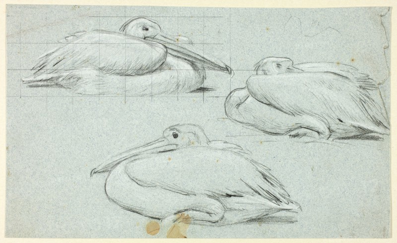 Three Sketches of Pelicans, n.d., Henry Stacy Marks, English, 1829-1898, England, Black pastel, heightened with white pastel, squared in graphite, on blue wove paper, 150 × 248 mm