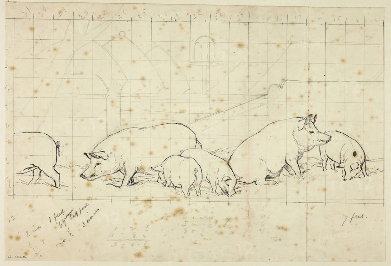 Pigs, n.d., Henry Stacy Marks, English, 1829-1898, England, Pen and brown ink, over graphite, squared in graphite, on ivory wove paper (pieced together), 255 × 377 mm
