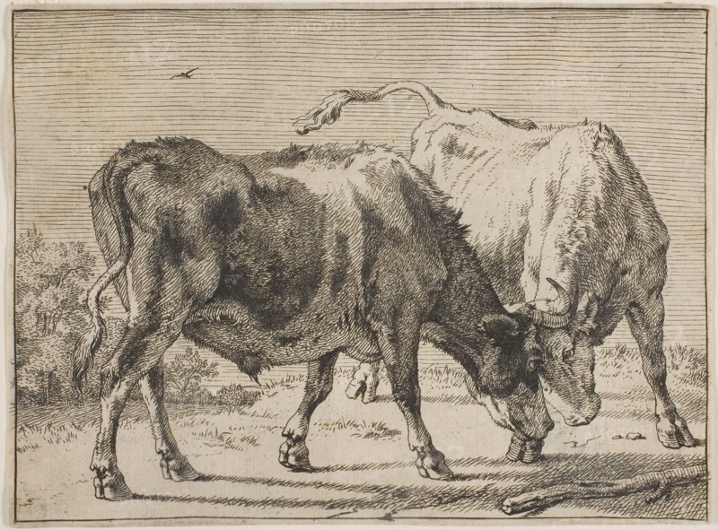Two Bulls Fighting, n.d., Paulus Potter, Dutch, 1625-1654, Holland, Etching on ivory paper, 105 x 141 mm (sheet)