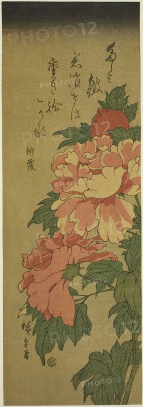 Peonies, c. 1843/47, Utagawa Hiroshige ?? ??, Japanese, 1797-1858, Japan, Color woodblock print, chutanzaku, 37.8 x 13.1 cm