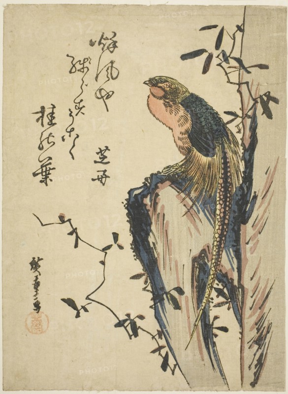 Golden pheasant, 1830s, Utagawa Hiroshige ?? ??, Japanese, 1797-1858, Japan, Color woodblock print, chuban, 23.2 x 17 cm (9 1/4 x 6 5/8 in.)