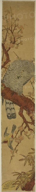 Hawk on Plum Branch Looking Down at Fleeing Bird, c. 1775, Attributed to Isoda Koryusai, Japanese, 1735-1790, Japan, Color woodblock print, hashira-e, 28 x 5 in.